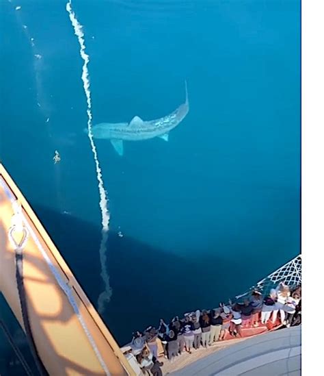 gargantuan shark|east coast shark news.